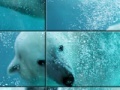 Игра Underwater Polar Bear Slider Puzzle