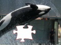Игра Killer whale