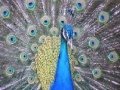 Игра Peacock Slider