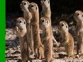 Игра Shy meerkat family slide puzzle