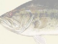Игра Largemouth Bass Puzzle