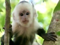 Игра Monkeys hidden numbers