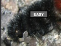 Игра Puzzle hairy caterpillar