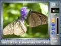 Игра Butterfly - FindTheAlphabets