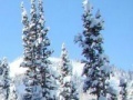 Игра Hidden targets snowy forest