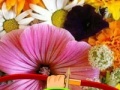 Игра Hidden Honey Bee