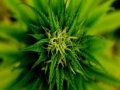 Игра Marijuana Plant Slider