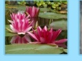 Игра Aquatic Plants Jigsaw