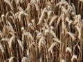 Игра Wheat Slider