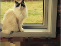 Игра RePixel Find a Cat 