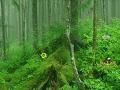 Игра Tongass National Forest Escape