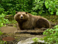 Ігра Bavarian Forest Escape