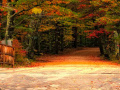 Ігра Escape from Fall Forest