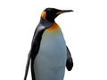 Игра Penguin Painting: Coloring For Kids