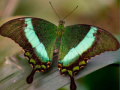 Игра 100 Pics Quiz Online