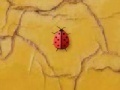 Игра Time 4 ladybug