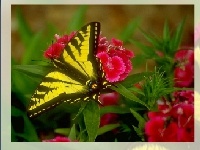Игра Butterfly puzzle