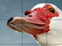 Игра Red beak