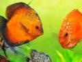 Игра Tropical fish jigsaw Tournament
