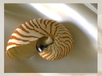 Игра Sea shell