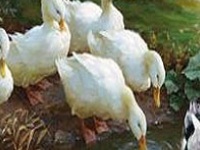 Игра Duck family