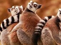 Игра Tired monkeys