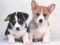 Игра Cute Puppies Puzzle