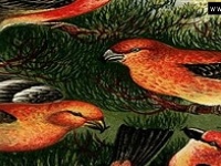 Игра Funny birds