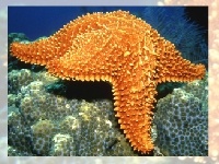 Игра Choose a puzzle 4