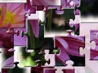 Игра Chrysanthemum