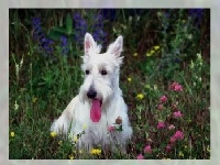 Игра Different dogs