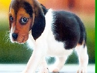 Игра Funny dog 3