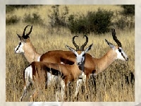 Игра Deer  puzzle