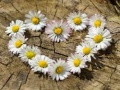 Игра Daisy Heart Jigsaw