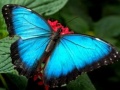 Ігра Nature Jigsaw Puzzle Butterfly