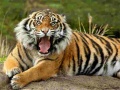 Игра Animals Jigsaw Puzzle Tiger