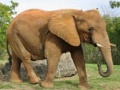 Игра Animals Jigsaw Puzzle - Elephants