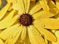 Ігра Flower Petals Raindrop Jigsaw