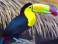 Игра Toucan Bird Jigsaw