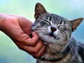 Ігра Tickling Cat