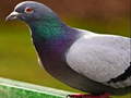 Игра Pigeon Jigsaw Puzzle