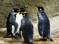 Игра King Penguin Jigsaw