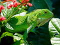 Ігра Wild Iguana