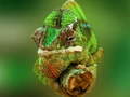 Ігра Chameleon Jigsaw