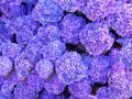 Игра Hidden Stars Flowers