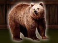 Игра Save The Grizzly Bear