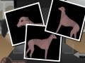 Игра Greyhound Tycoon