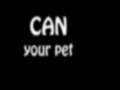 Игра Can Your Pet
