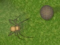 Игра Crazy Armadillo