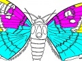 Игра Coloring 5 butterfly